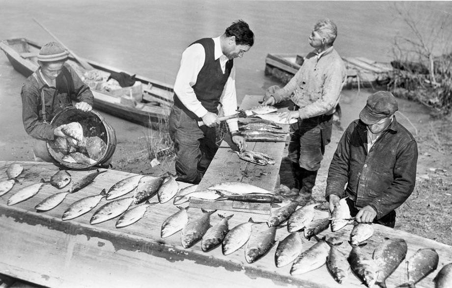 The old-fashioned way the Pamunkey Indians in King William County cured the shad they caught, 1941.