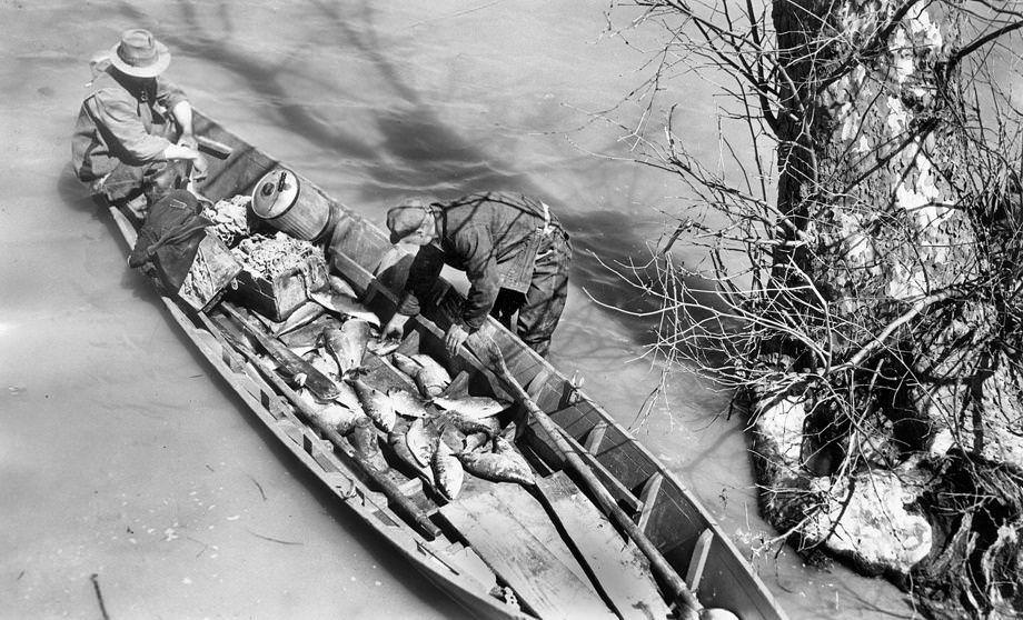 Pamunkey Indians returning with a catch of several dozen shad to the tribe’s King William County reservation, 1941.