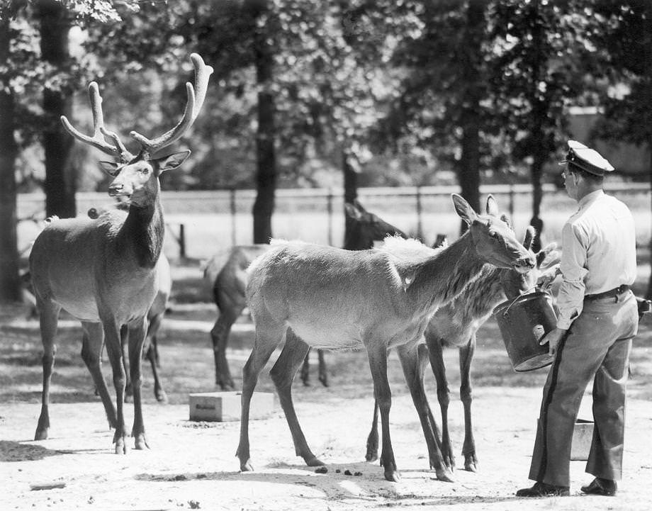 Guard Herbert Barr fed the elk at the Army’s Richmond Quartermaster Depot at Bellwood in Chesterfield County, 1946.