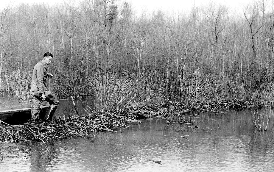 Local game warden E.J. Gorman stood atop a dam in one of Chesterfield County’s nine beaver colonies, 1947.