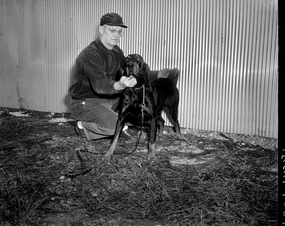 W.H. Childress’ coonhound won best of breed at the Virginia Kennel Club’s 17th annual dog show at the Atlantic Rural Exposition fairgrounds, 1951.