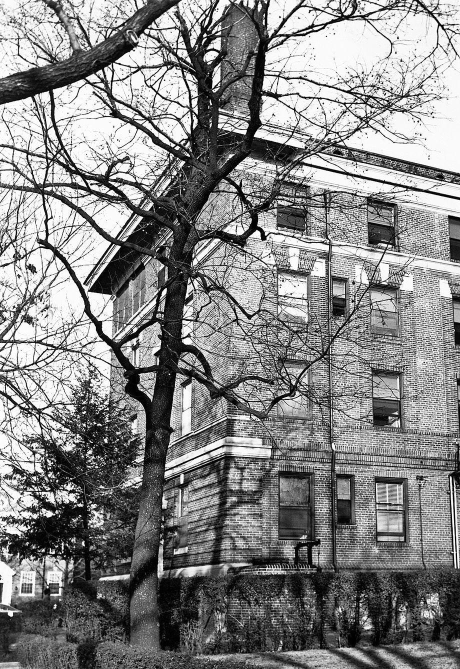 The “Tummyache” persimmon tree in the back of Retreat for the Sick Hospital at Grove Avenue and Mulberry Street in Richmond, 1951.