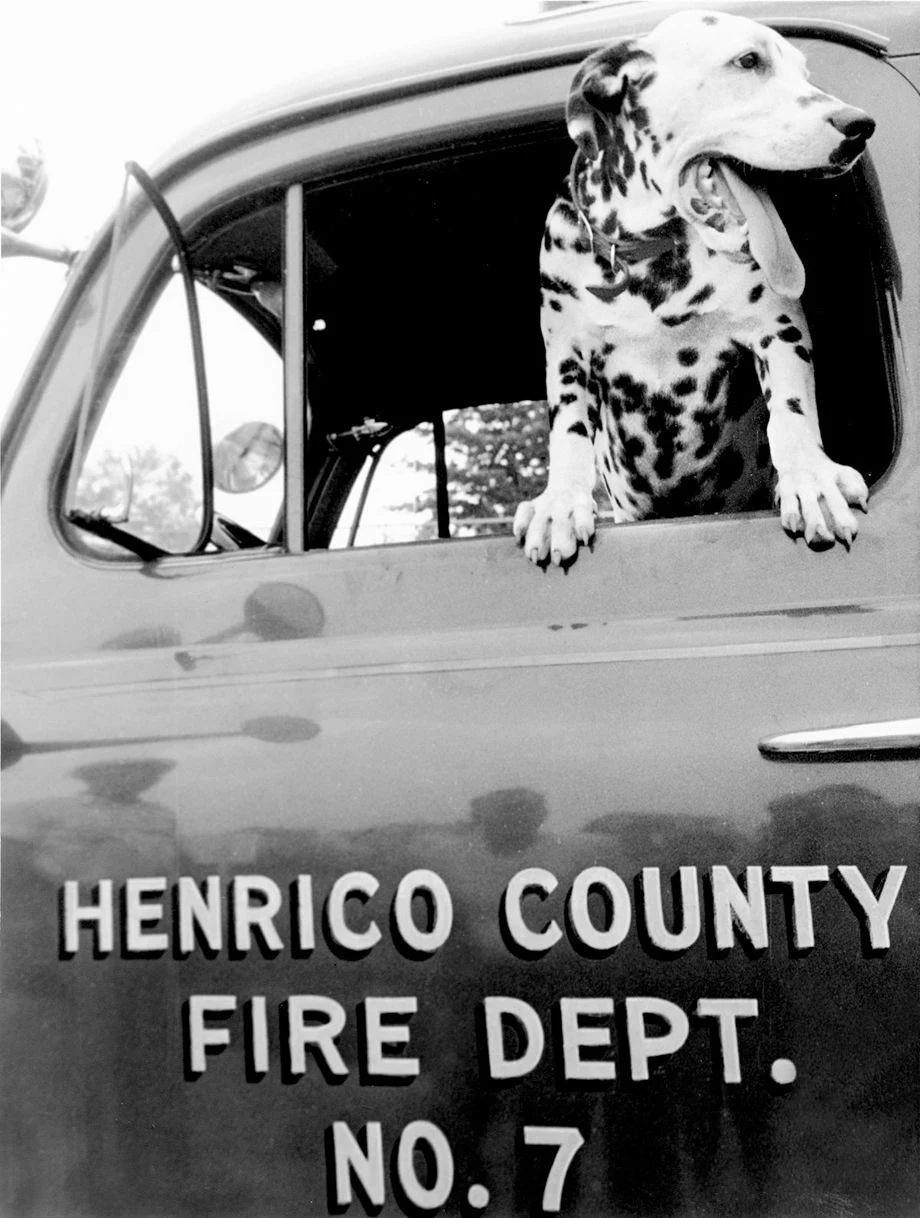 Newt, the fire dog at the Henrico County Fire Department’s Station No. 7. The station was formed in 1948 as the Glenwood Farms Fire Department, serving the Mechanicsville Turnpike area, 1954.