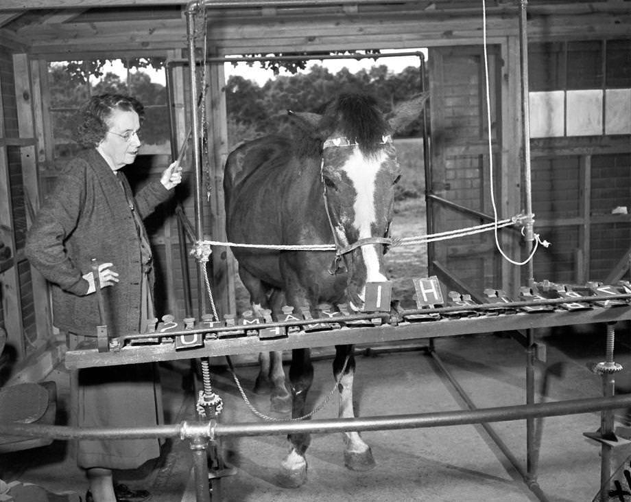 Lady Wonder, Richmond’s psychic horse, spelled out a greeting when a reporter visited for her latest predictions, 1950.