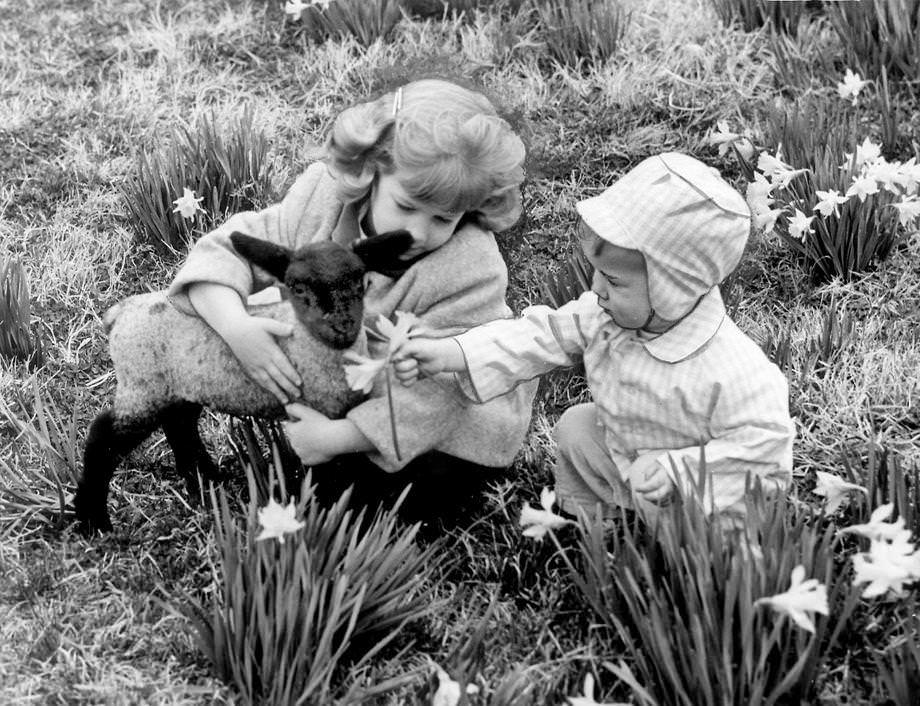 Donnie and Bobby Alvis enjoyed the first days of spring in Richmond with appropriate seasonal company: a baby lamb and new blossoms, 1959.
