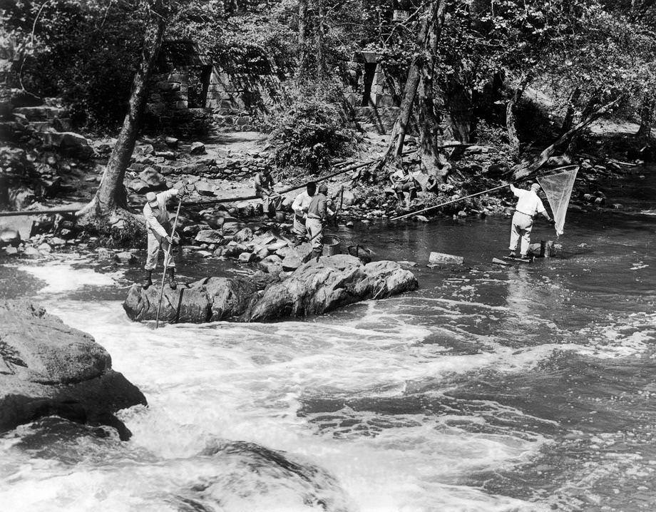 Men dipping for herring in Falling Creek in Chesterfield County, 1955.