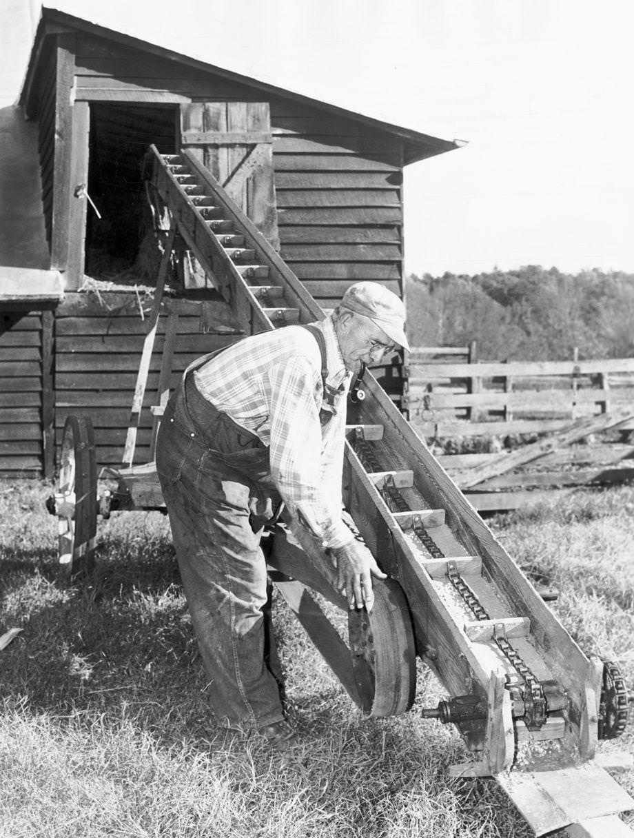 Farmer Ray Welch of Northumberland County used his homemade portable corn elevator, 1950.