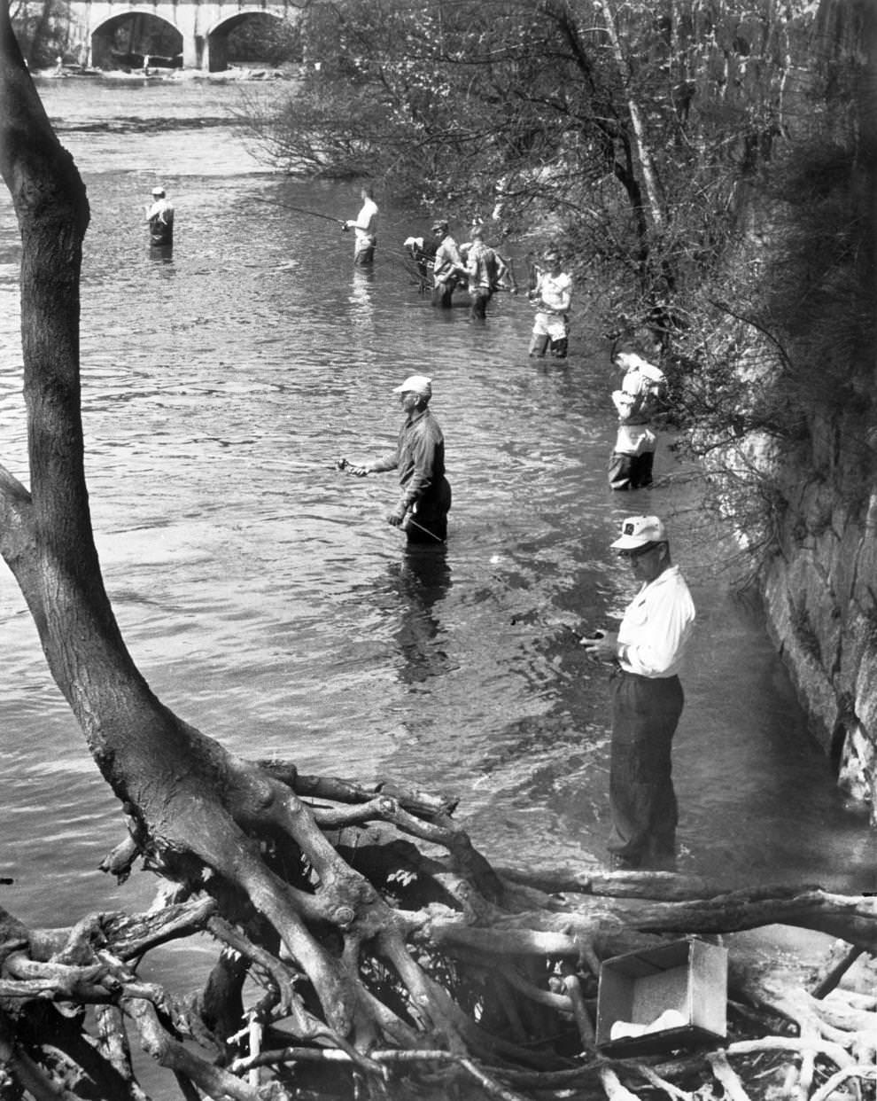 Fishermen waded into the James River in search of shad, which were in season, 1964. The 14th Street Bridge in downtown Richmond is in the background.