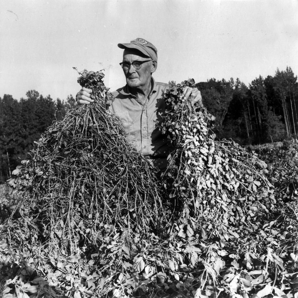Sussex County peanut farmer J. J. Lilley Sr. highlighted how that year’s severe drought had affected his crop, 1963.