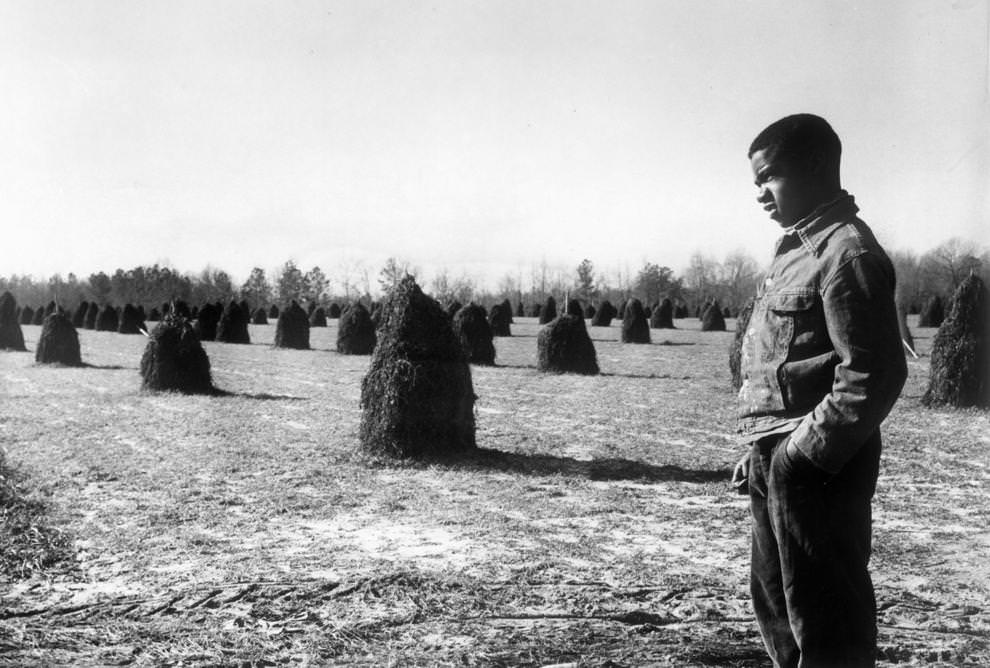 14-year-old Curley Parker stood in a field of peanuts harvested by his parents in Sussex County, 1962.