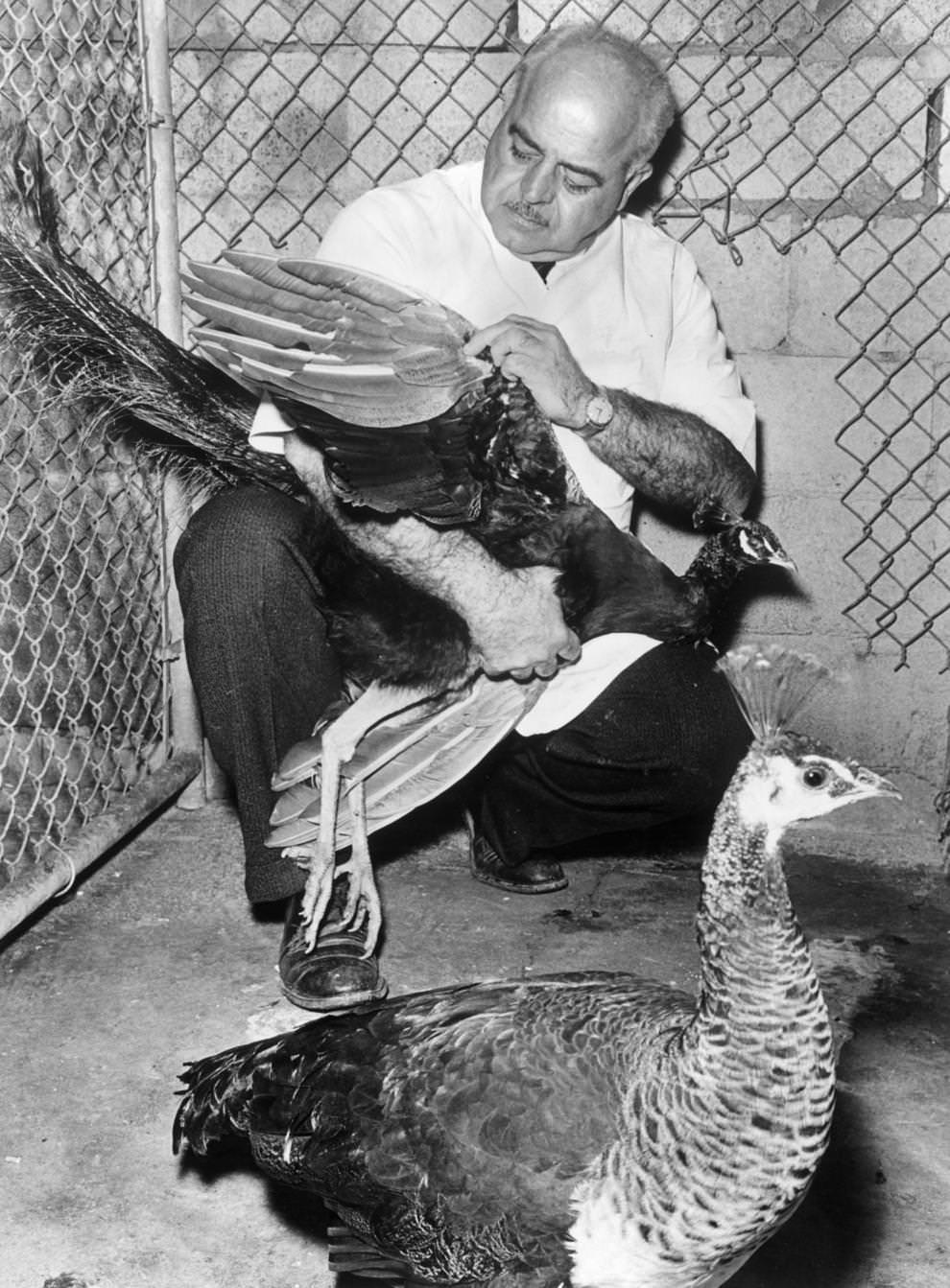 Richmond city veterinarian Dr. Robert Barton performed checkups on a peacock and peahen that were being presented as gifts to the city by the Indian Embassy, 1964.
