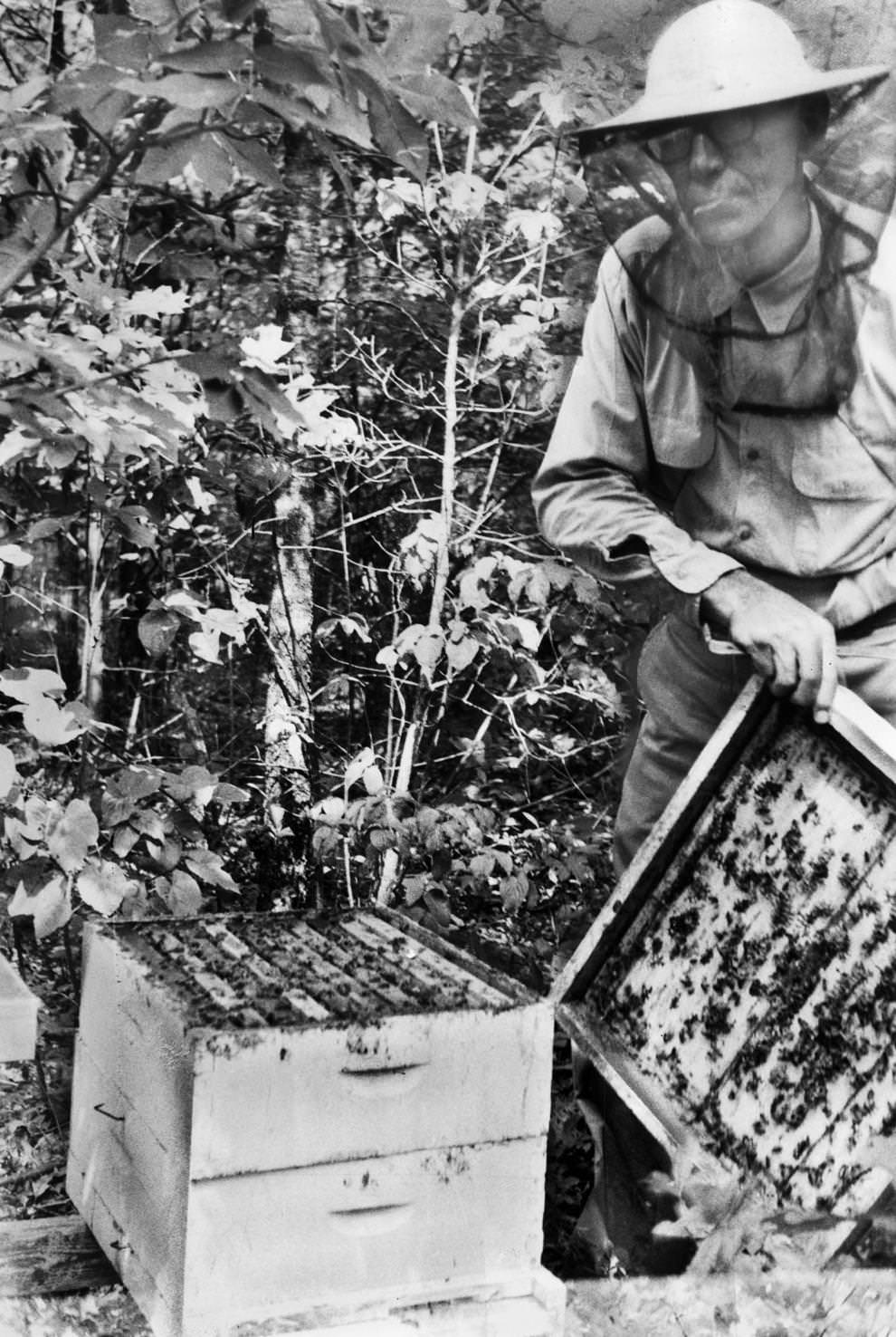 Farmer C.G. Maxwell of Pamplin, in the area of Appomattox and Prince Edward counties, showed the inside of a honeyless beehive, 1963.