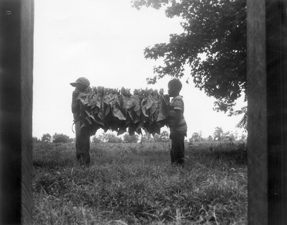 Two boys carried tobacco sticks to a South Richmond barn for the curing process, 1962.