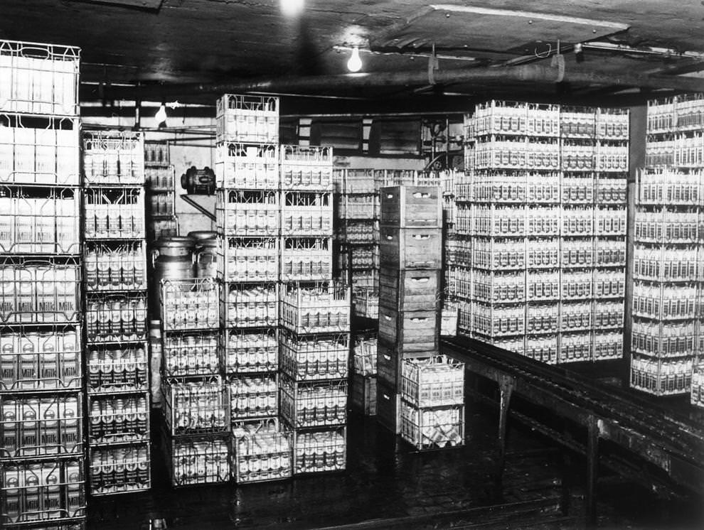 Cartons of homogenized milk were stored in a cooling room at Richmond Dairy Co. before being delivered to homes and stores, 1961.