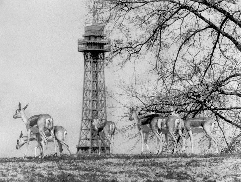 The Lion Country Safari drive-thru animal park at Kings Dominion in Doswell was ready to open, featuring several hundred animals – antelope, elephants, lions, rhinos, giraffes and more, 1974.
