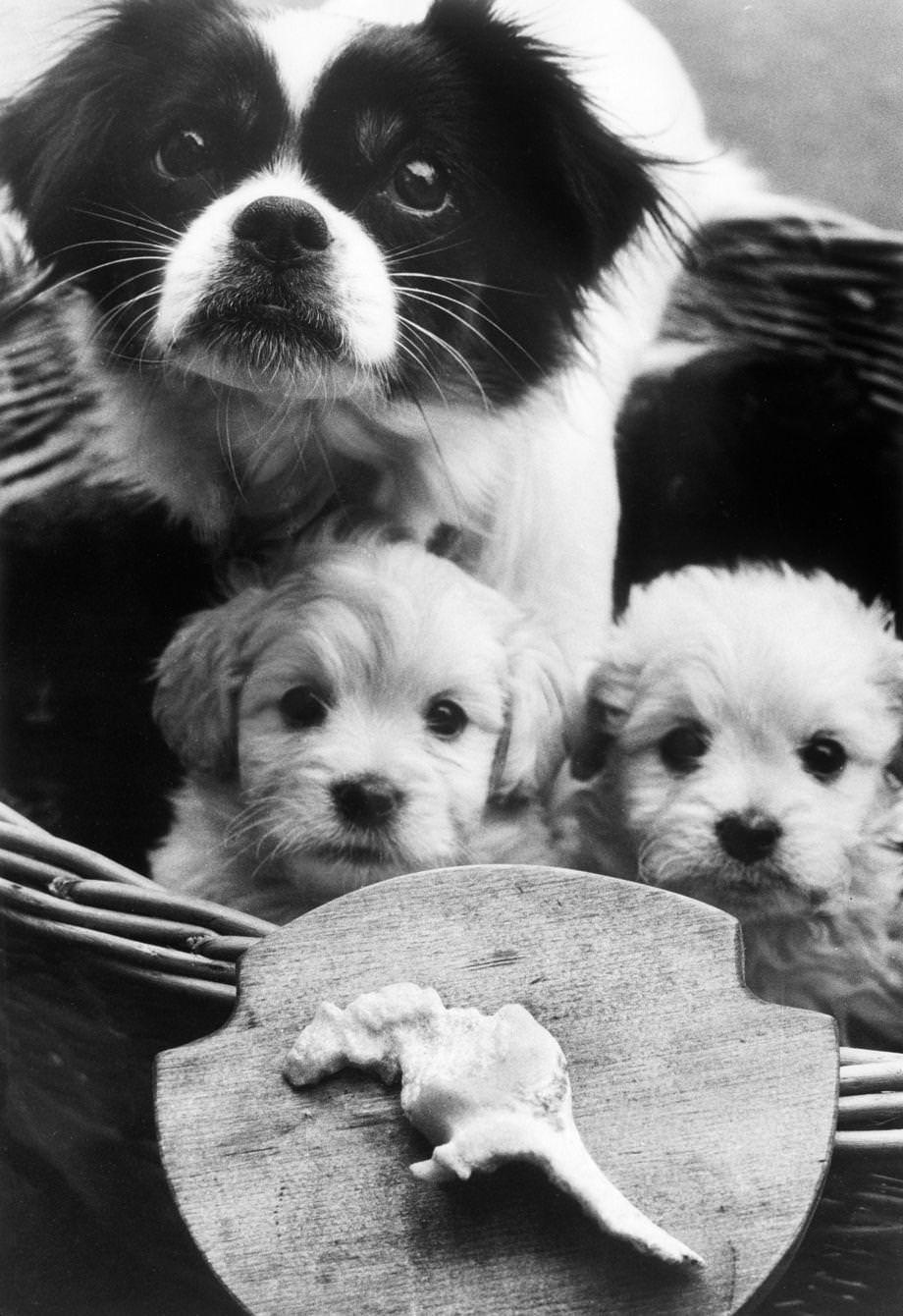 Panda and her two pups posed with her work of art: a gnawed bone shaped like a dinosaur, 1973.