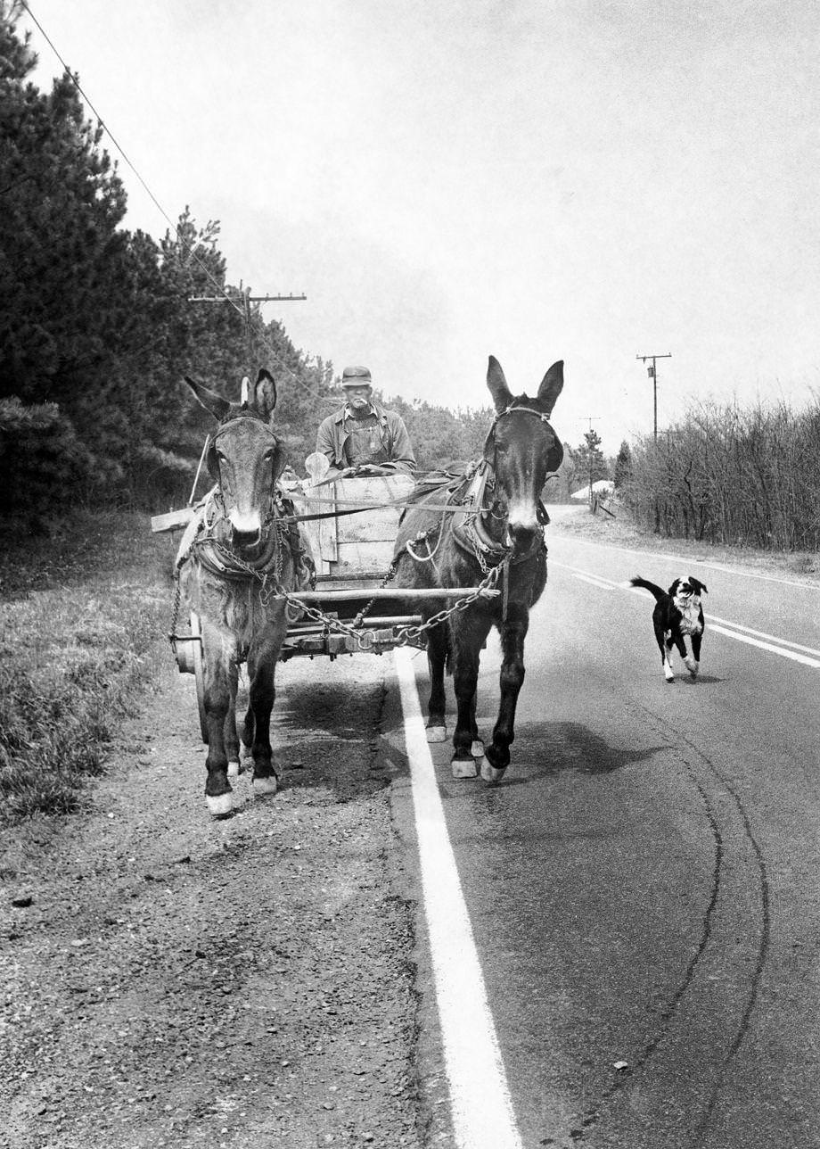 April 1971, Ernest Edmund of Bremo Bluff in Fluvanna County headed home after a long day of plowing, 1971.