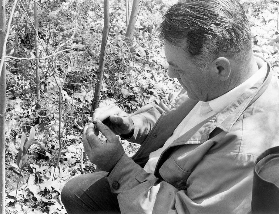 Newton Ancarrow paused during a trek through Richmond’s new James River Park to examine a blossoming wildflower, 1971.