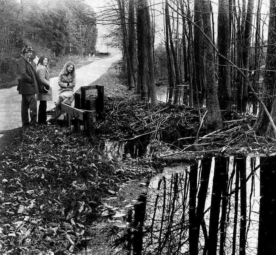 College of William & Mary students (from left) Steve Crossland, Debbie Lewis and Cheryl Dale examined a beaver dam along state Route 604 in Sussex County, a road that was slated for widening and resurfacing, 1970.