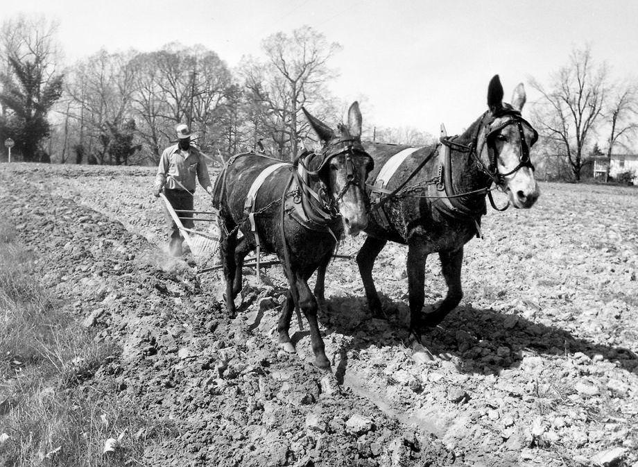 John Stone plowed a field on a tobacco farm in Union Level in Mecklenburg County, 1978.