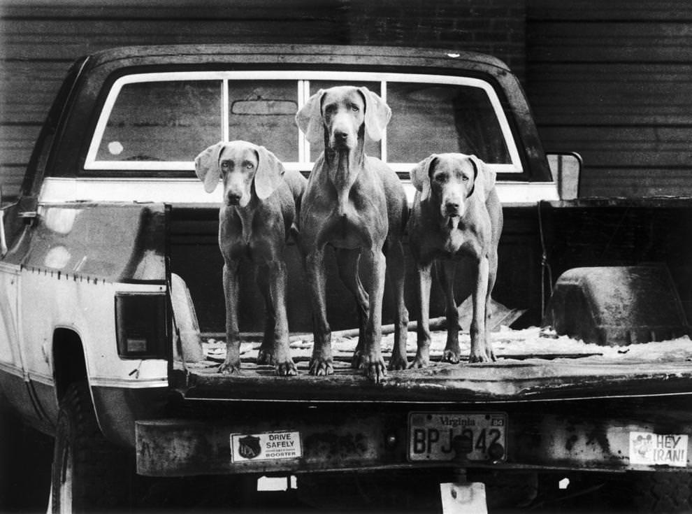 A family of Weimaraners stood in the back of owner Doug Solyan’s pickup truck ahead of an exercise session at Byrd Park in Richmond, 1984