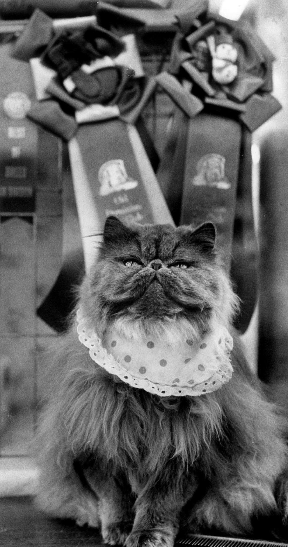 Lauralas Blue Hyacinth, a grand champion Blue Persian from Pennsylvania, was in Richmond for the 15th annual Old Dominion Cat Show in Richmond, 1987.