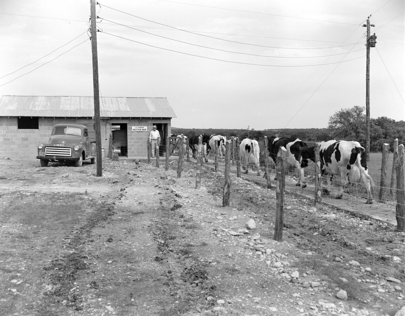 Cows Approaching L. F. Rader Holstein Dairy, 1953
