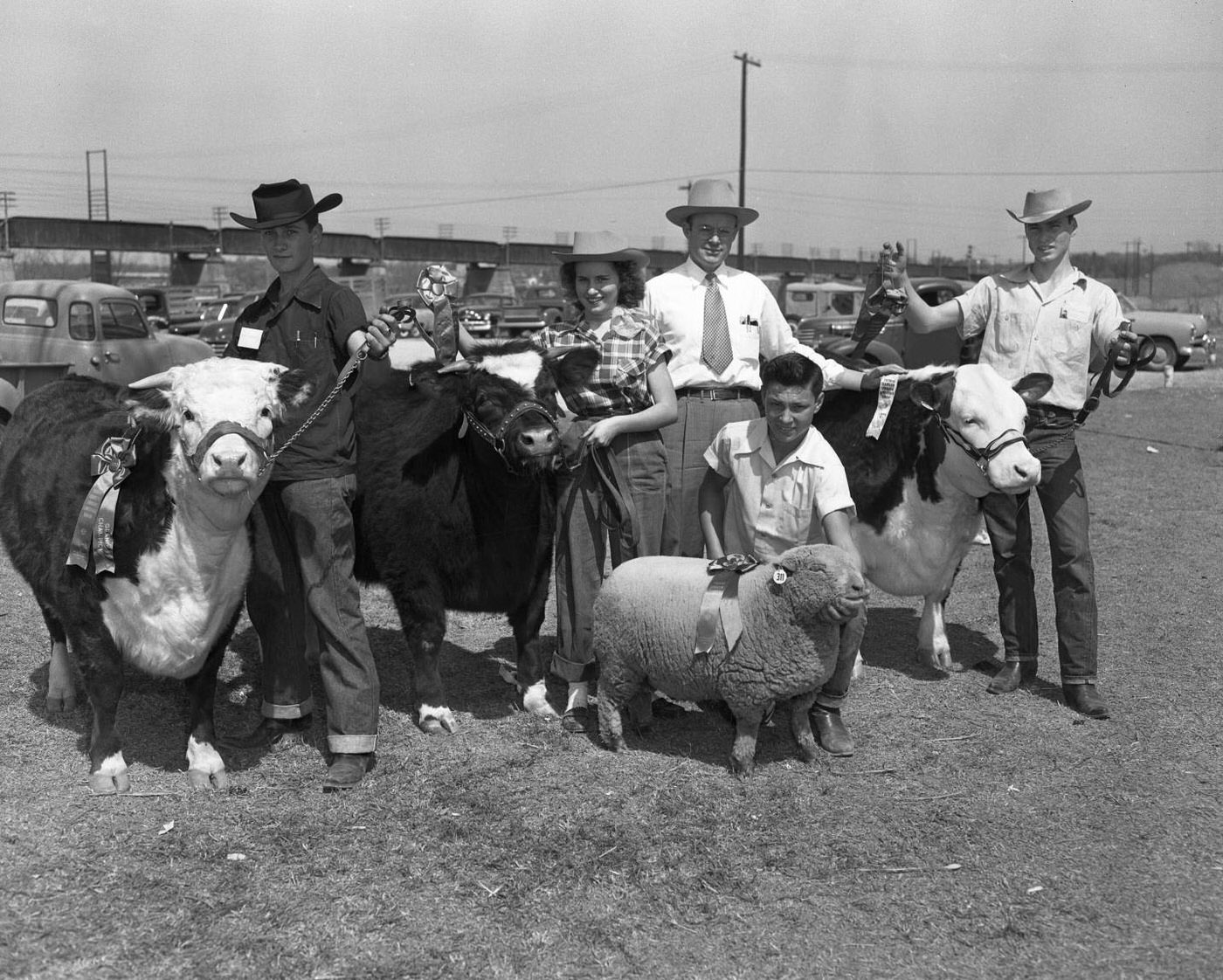Farmers and Family with Sheep and Cows, 1951.