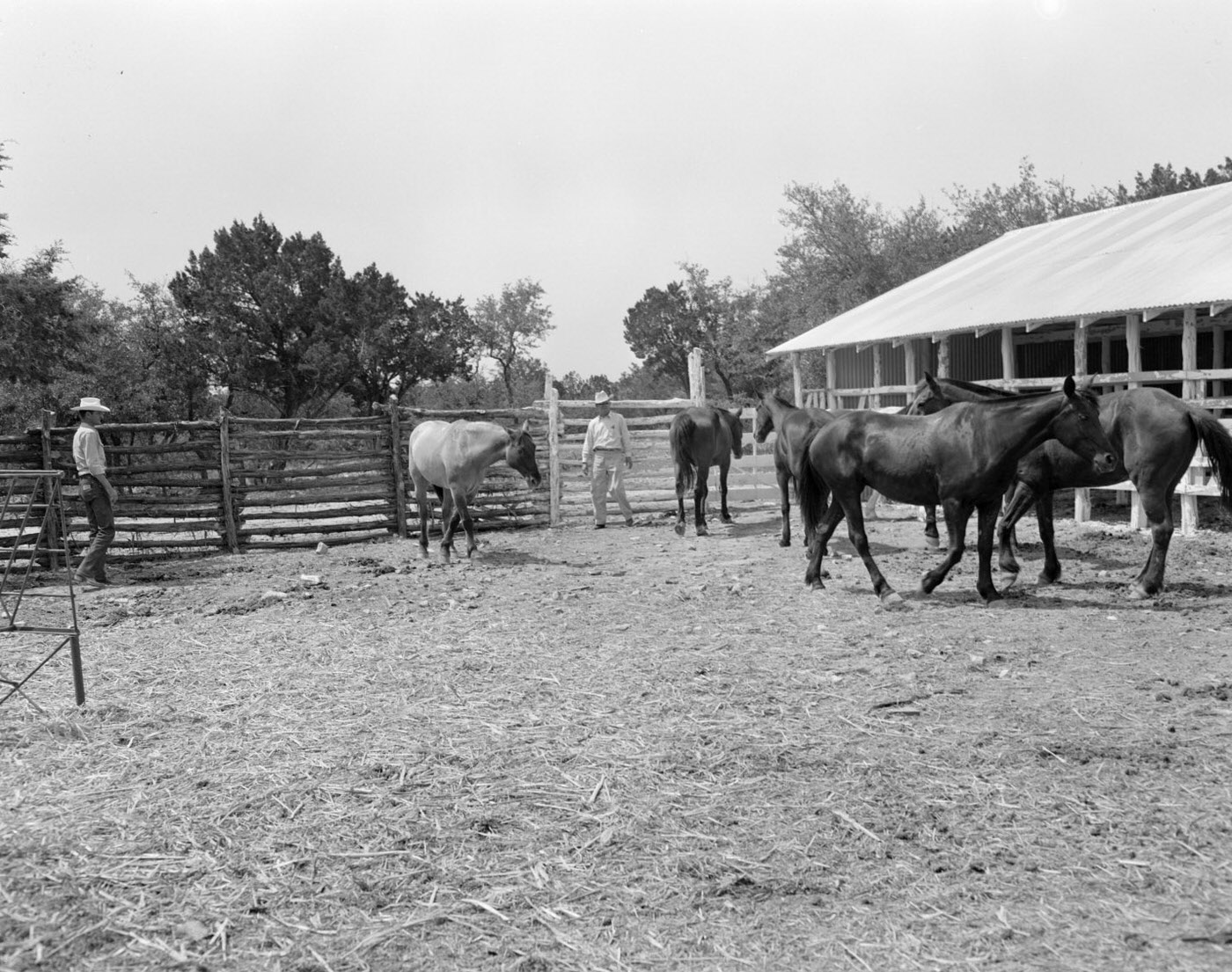 Men and Horses in Bar K Ranch Corral, 1953.