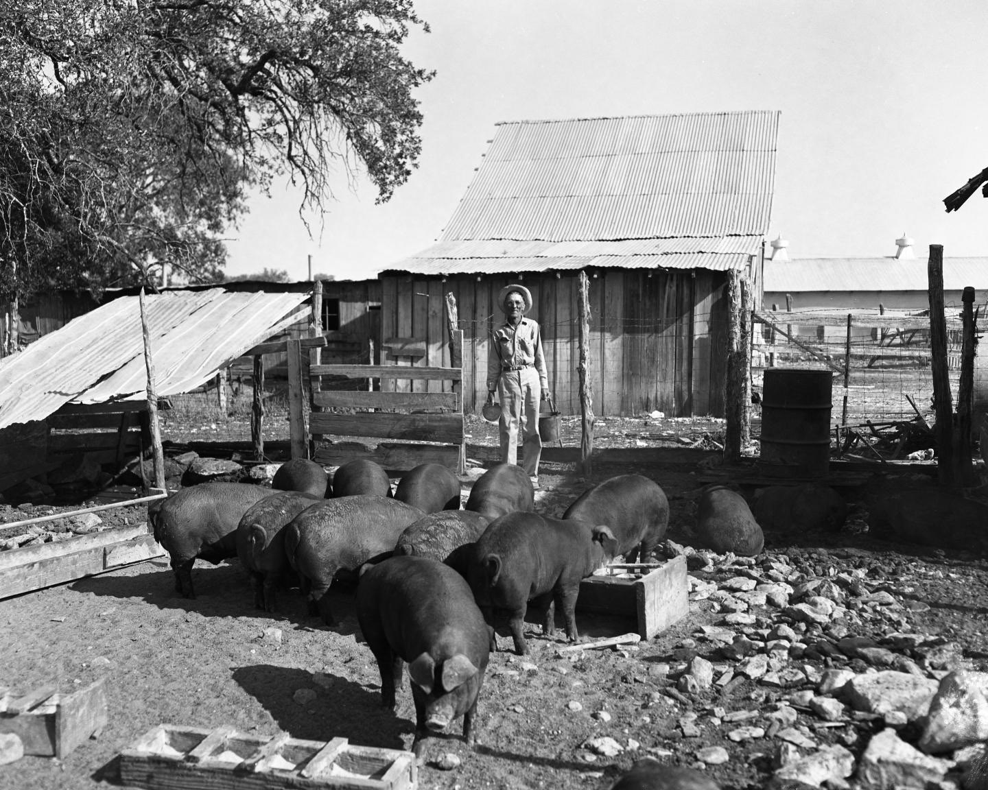 Maurice Asher Feeding His Pigs, 1956.