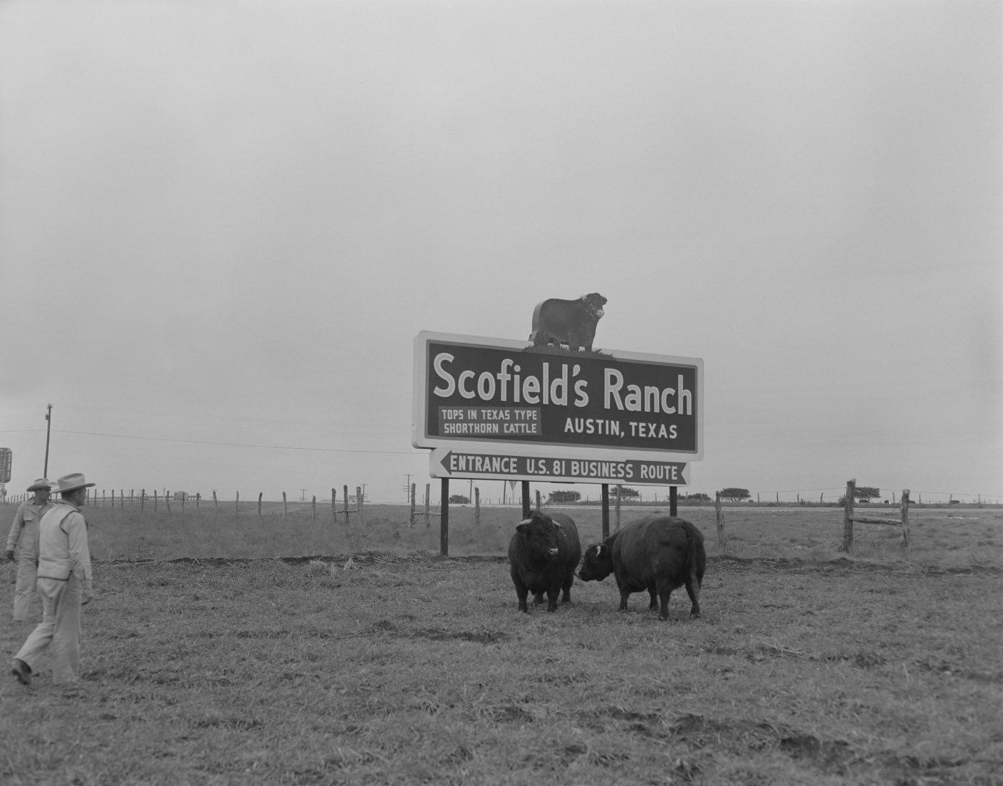 Scofield Ranch Sign, Advertisement With 2 Men and 2 Cattle, 1958.