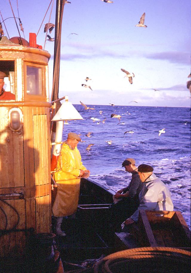 Sorting the catch, Pentland Firth, Scotland, 1963