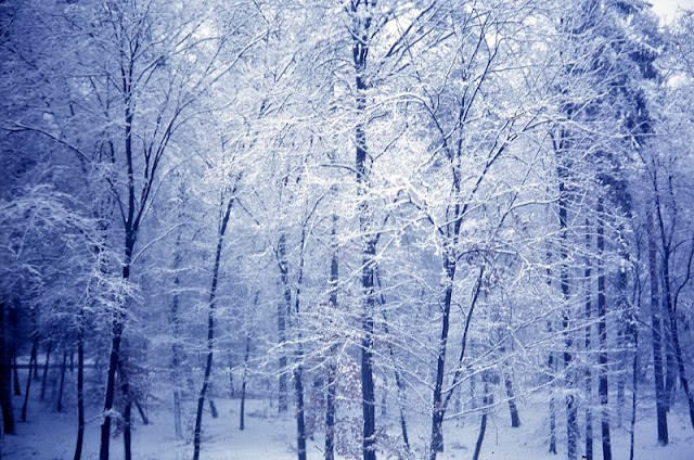 Frozen trees, Karlsruhe, Germany, 1965