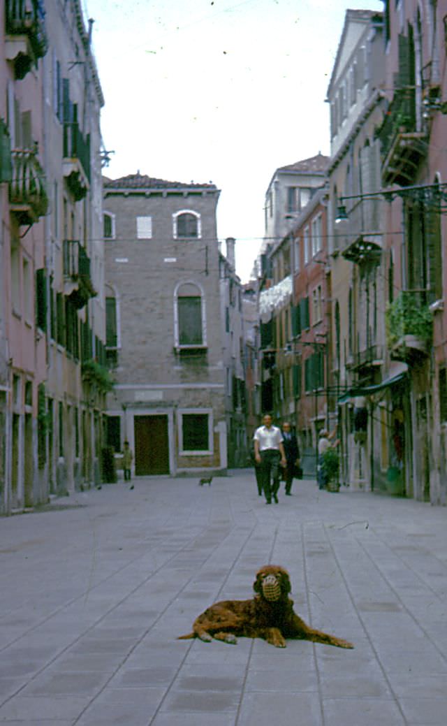 Muzzled dog, Venice, Italy, 1963