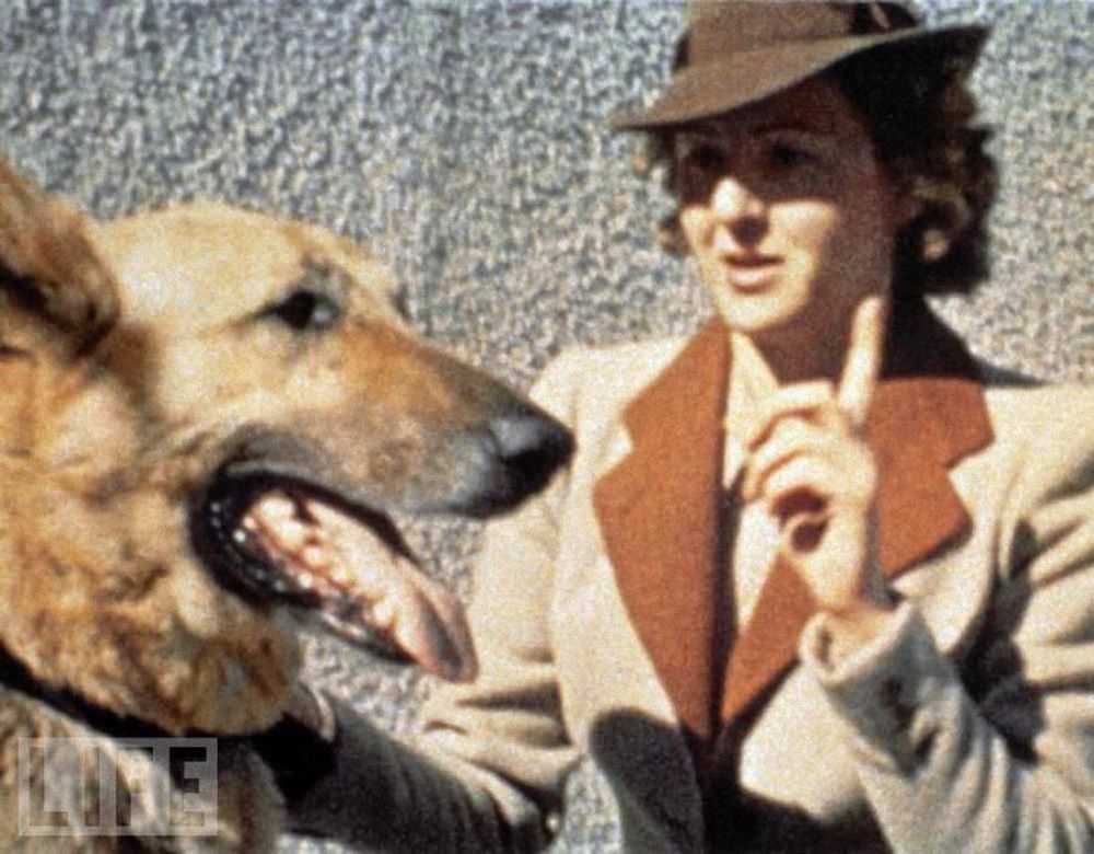 Braun and Hitler's German shepherd in 1942.