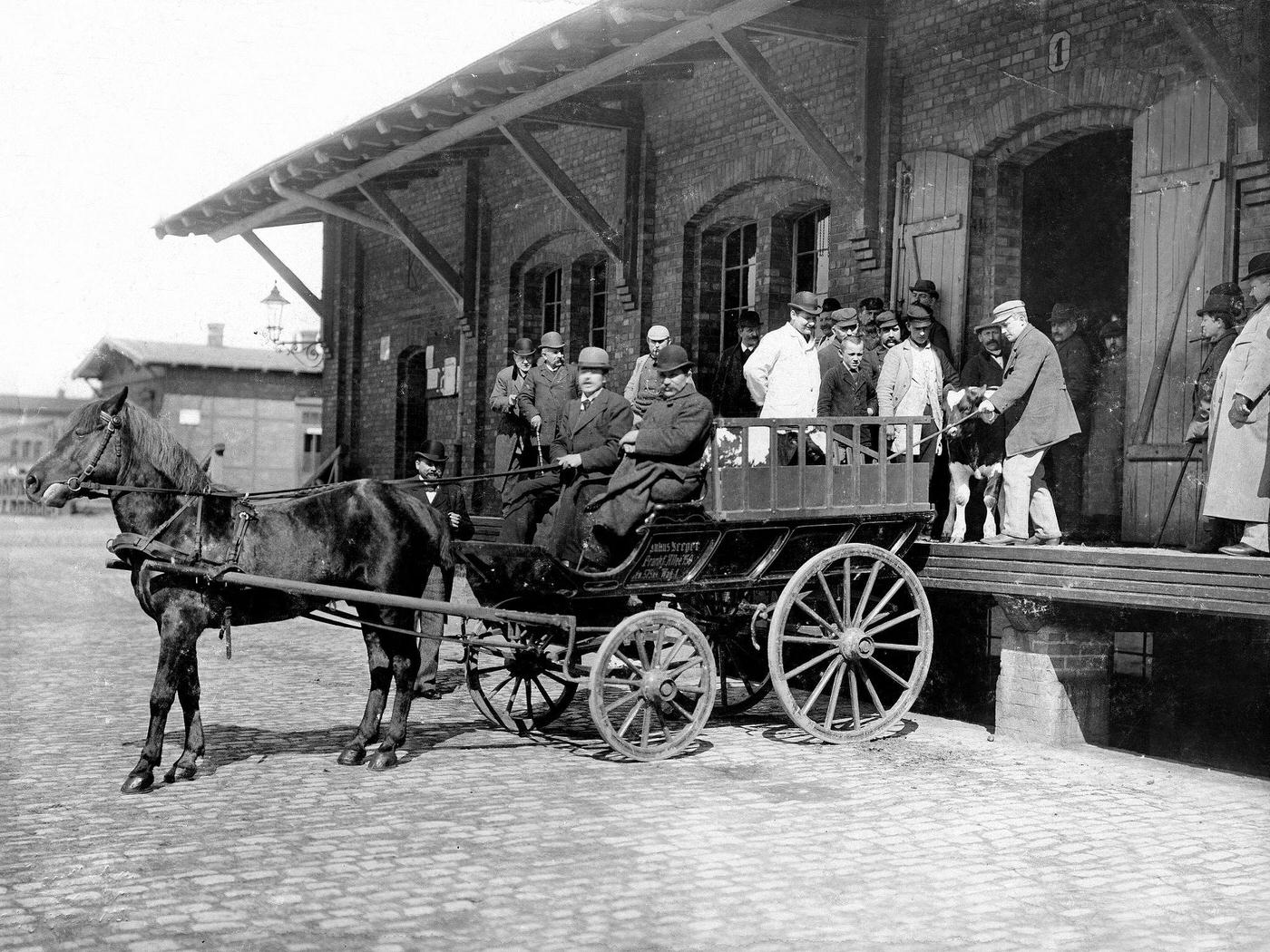 Loading of calves at 'Zentralviehhof', 'Staedtischer Schlachthof' in Friedrichshain, Berlin, 189