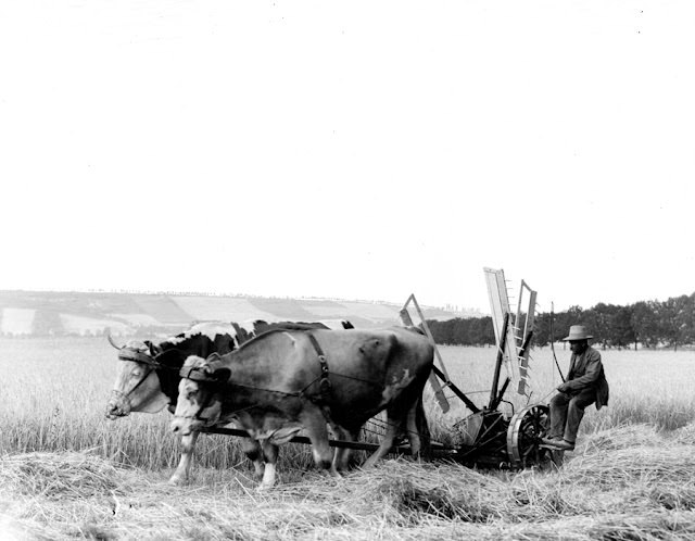 Cutting hay with oxen, Germany, 1904
