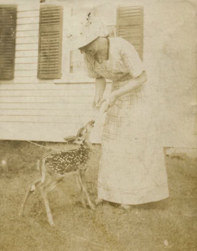 Time to feed the fawn, circa 1900s
