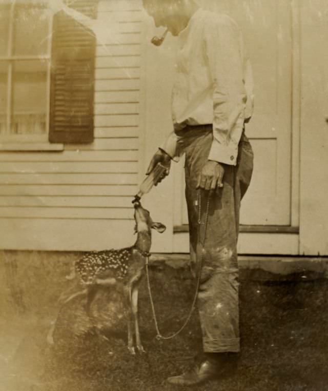 Time to feed the fawn, circa 1900s