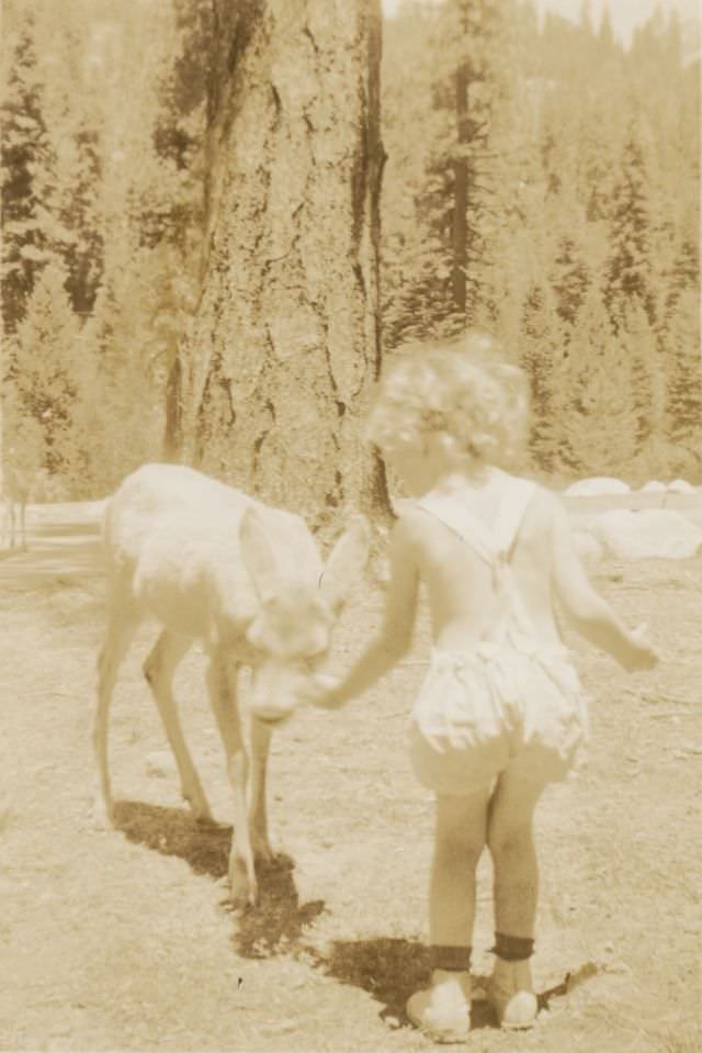 Tender offering, circa 1950s