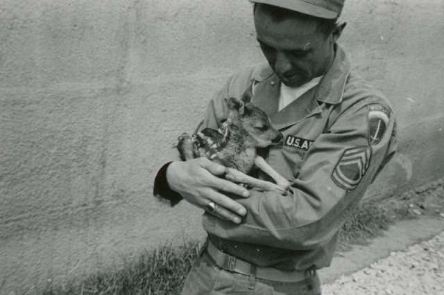 The soldier and the fawn, circa 1950s