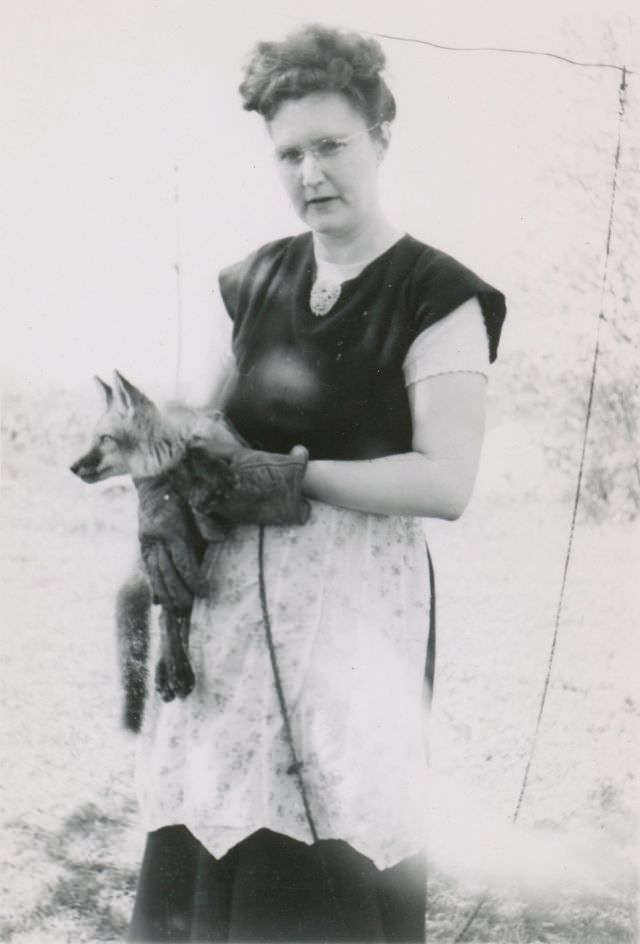 Pretty apron, thick gloves, and a pet fox, July 1952