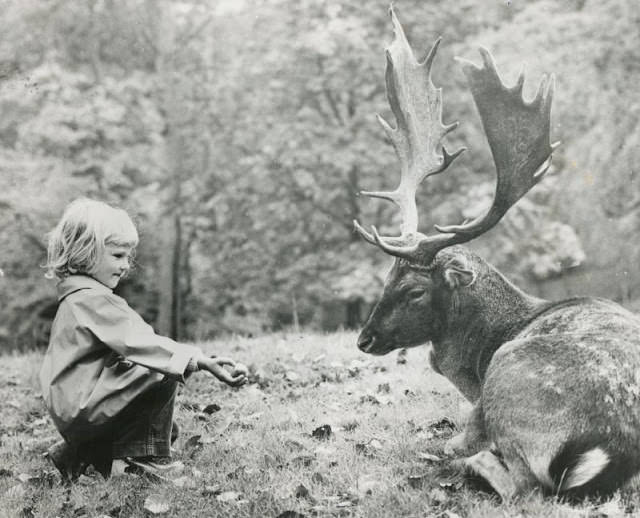 Tender offering, Marselisborg Forests, Denmark, circa 1960s
