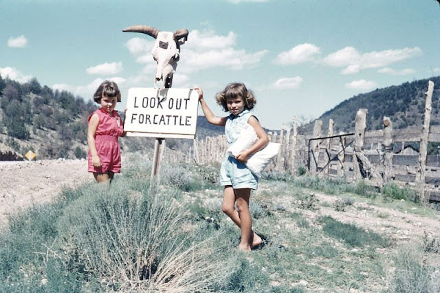 "Look Out for Cattle," circa 1950s