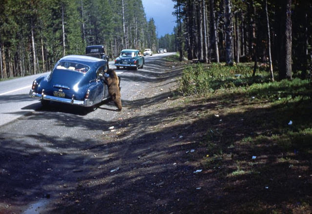 Bear at Yellowstone, 1951