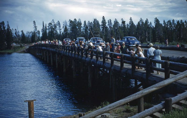 Fishing Bridge, Yellowstone, 1951