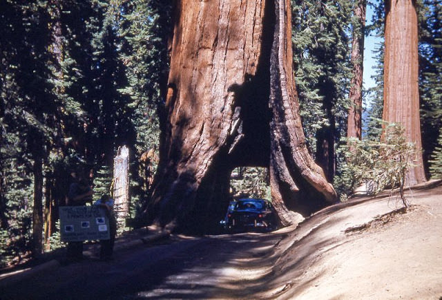 Wawona Tunnel Tree, Yosemite, California, 1951