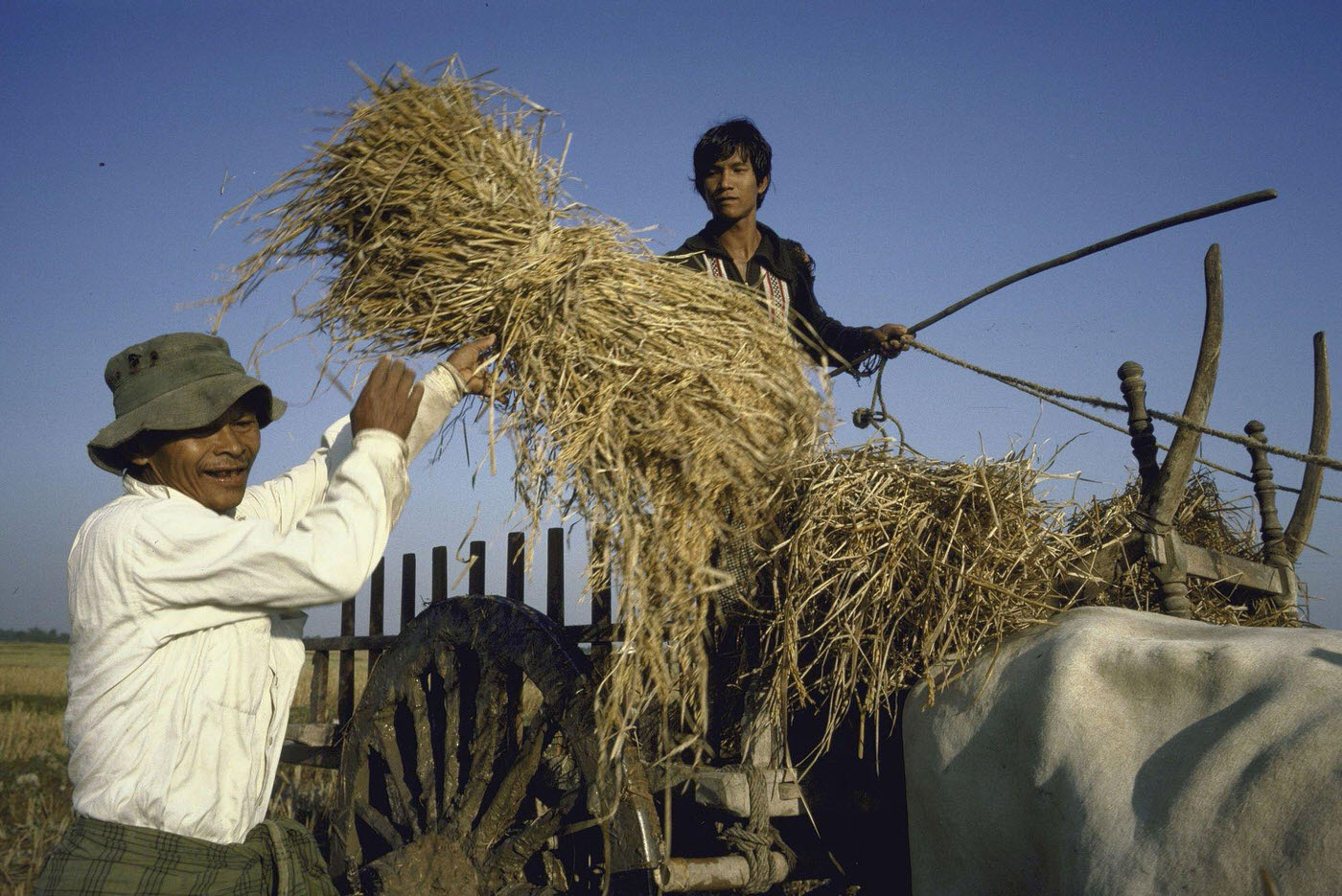 Farmers Harvesting Rice Crop