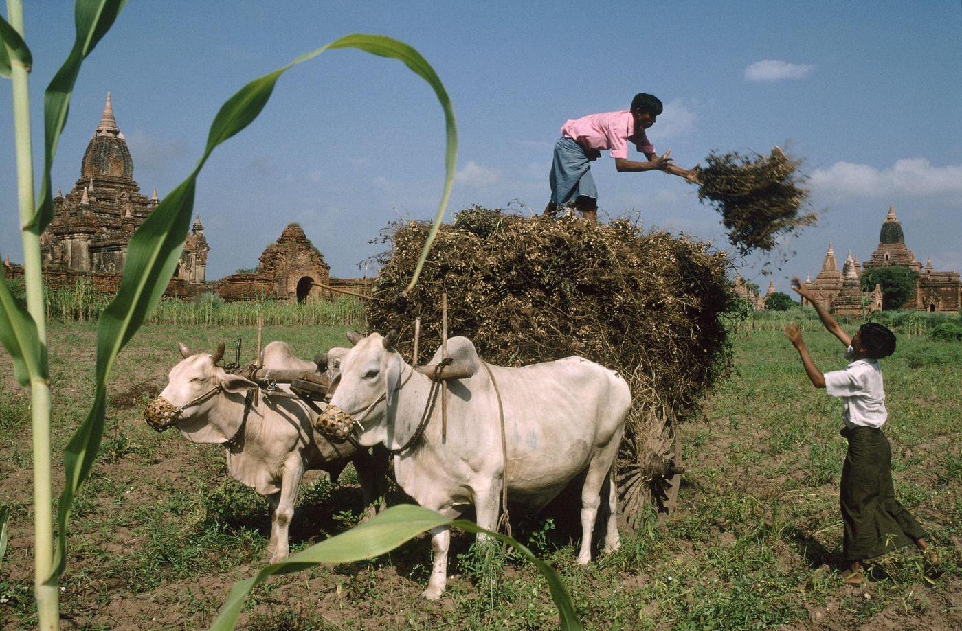 Bagan, Myanmar - Harvesting Among the Ruins of the Ancient City, 1980s