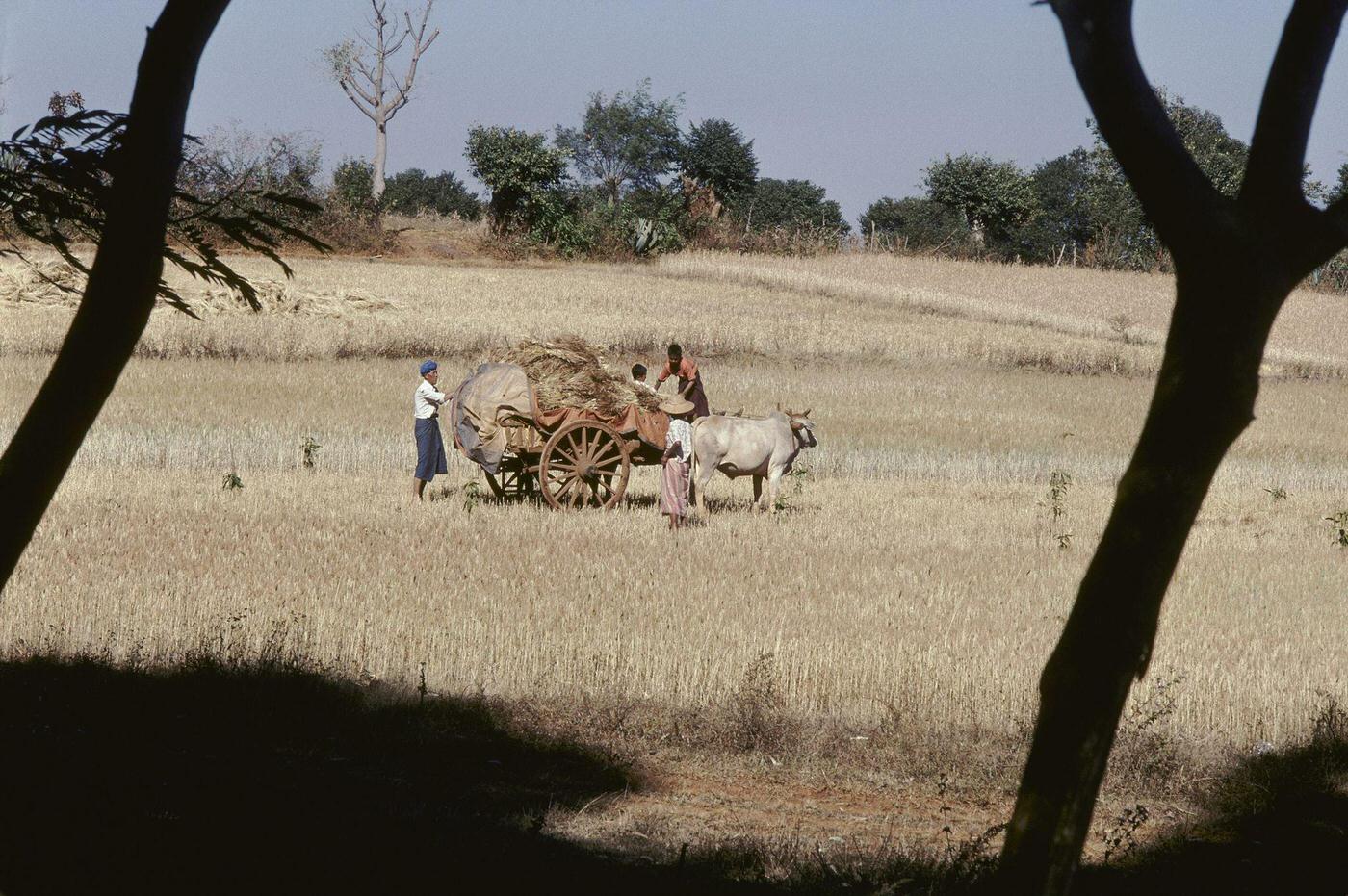 Pindaya, Myanmar - Farmers Loading a Cart with Wheat Near Pindaya, 1980s